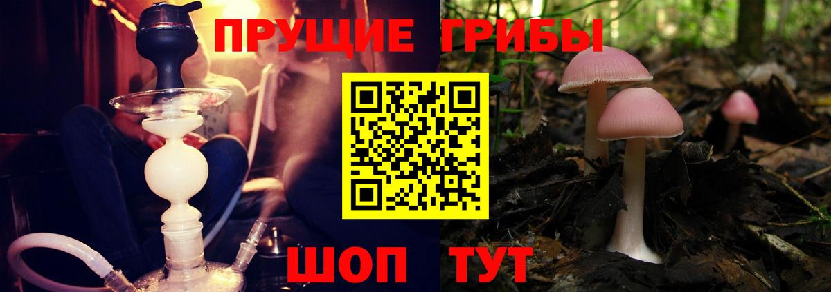 хочу наркоту  Вход с VPN  Мурино  Псилоцибиновые грибы Psilocybine cubensis 